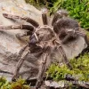 Gestreifte Guatemala-Vogelspinne, Aphonopelma Seemanni