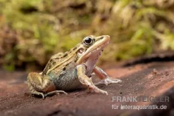 Gestreifter Grasfrosch, Ptychadena Porosissima