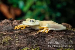 Gestreifter Laubfrosch, Hyla Crepitans