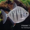 Gestreifter Scheibensalmler, Metynnis Fasciatus