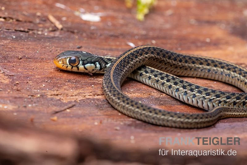Gewöhnliche Strumpfbandnatter, Thamnophis Sirtalis
