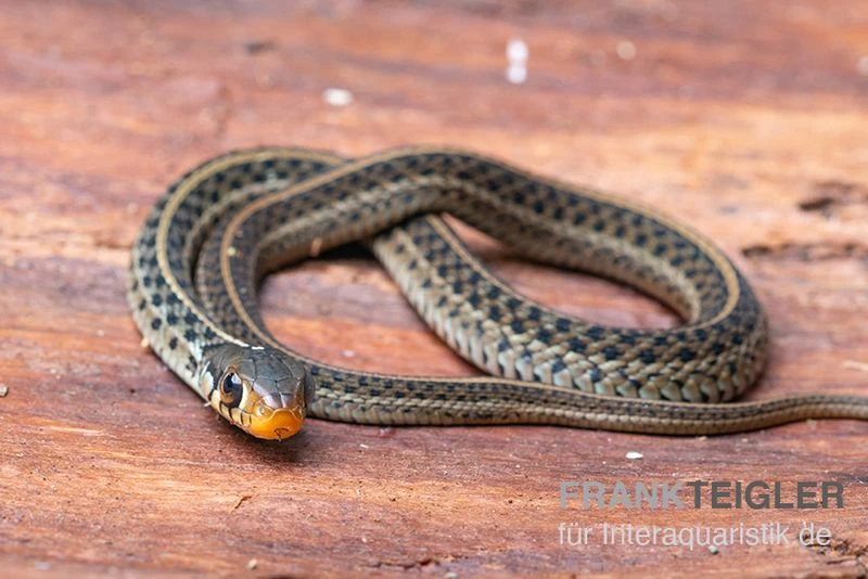 Gewöhnliche Strumpfbandnatter, Thamnophis Sirtalis – Bild 2
