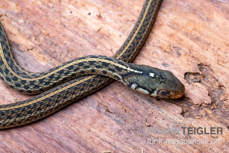 Gewöhnliche Strumpfbandnatter, Thamnophis Sirtalis – Bild 3