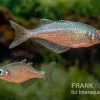 Gidomen-Regenbogenfisch, Glossolepis Spec. Gidomen, 5 Tiere