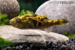 Glühaugen-Kugelfisch, Tetraodon Cutcutia