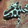 Goldbaumsteiger, Dendrobates Auratus
