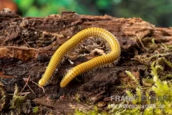 Golden-Cave-Tausendfüßer, Spiroboulus Sp. “Golden Cave”