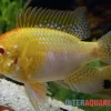 Goldener Rotkopf-Schmetterlingsbuntbarsch, Mikrogeophagus Ramirezi,