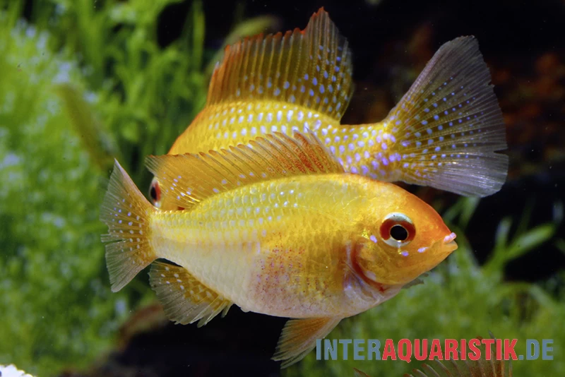 Goldener Rotkopf-Schmetterlingsbuntbarsch, Mikrogeophagus Ramirezi, – Bild 2