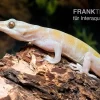 Goldgecko, Gekko Ulikovskii
