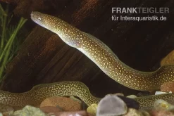 Goldstaubmuräne, Gymnothorax Tile (Rarität)