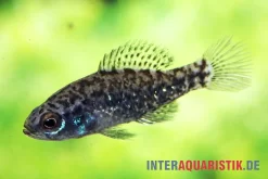 Golfküsten-Zwergschwarzbarsch, Elassoma Gilberti