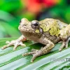 Grauer Laubfrosch, Hyla Versicolor