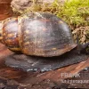 Große Achatschnecke, Archachatina Marginata Ovum
