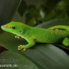 Grosser Madagaskar Taggecko, Phelsuma Mad. Grandis DNZ