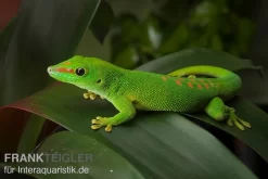 Grosser Madagaskar Taggecko, Phelsuma Mad. Grandis DNZ