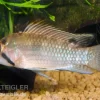 Großmaul Apistogramma, Apistogramma Norberti