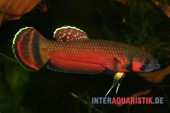 Großmaul-Kampffisch, Betta Macrostoma, Paarweise