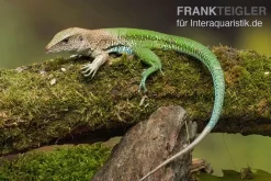 Grüne Ameive, Ameiva Ameiva