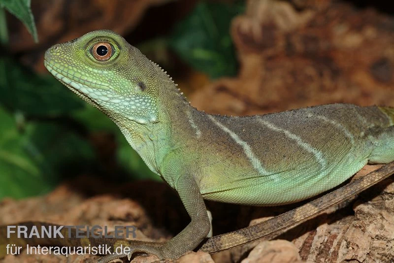 Grüne Wasseragame, Physignathus Cocincinus