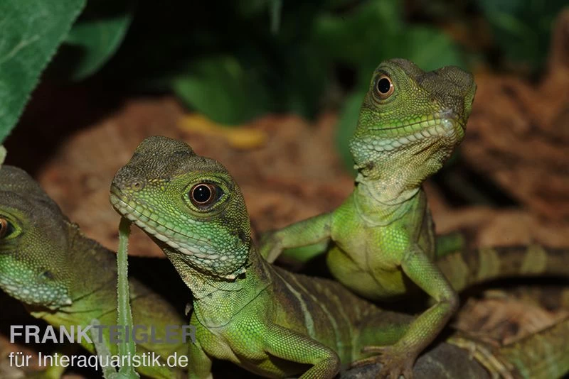 Grüne Wasseragame, Physignathus Cocincinus – Bild 2