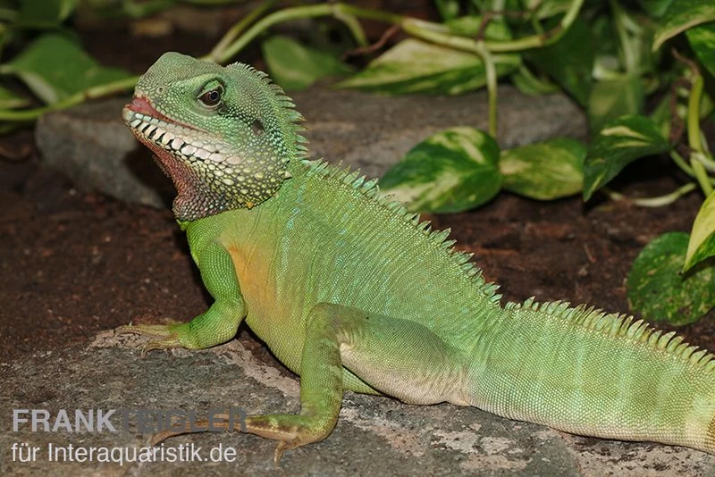 Grüne Wasseragame, Physignathus Cocincinus – Bild 3