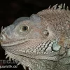 Grüner Leguan, Iguana Iguana