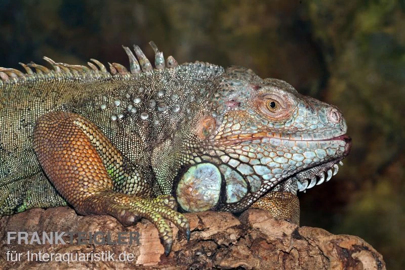 Grüner Leguan, Iguana Iguana – Bild 3