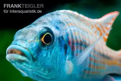 Grüner Maulbrüter, Otopharynx Tetrastigma, DNZ