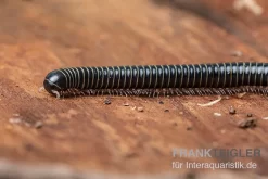 Grüner Tausendfüßer, Spirobolus Sp. "Green"