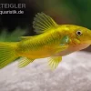 Grüngestreifter Panzerwels, Corydoras Venazuelanus "Green Stripe" CW09