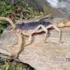 Haariger Wüstenskorpion, Hadrurus Arizonensis