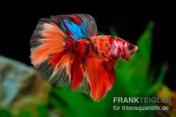 Halfmoon Kampffisch Nemo, Männchen, Betta Splendens