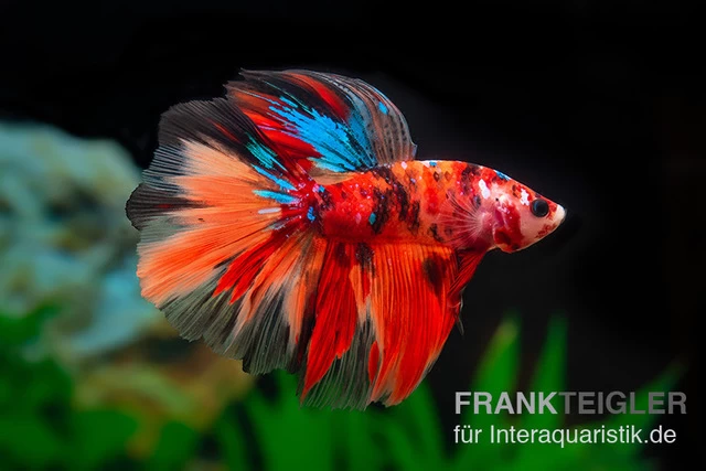Halfmoon Kampffisch Nemo, Männchen, Betta Splendens – Bild 2