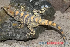 Hardun, Laudakia Stellio Brachydactyla