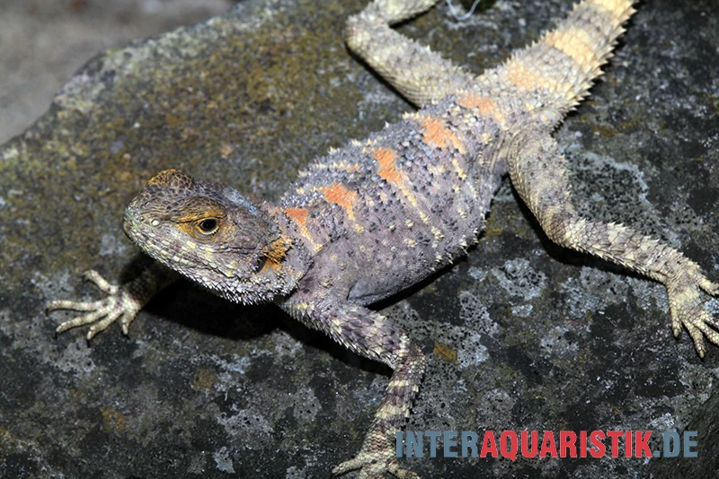 Hardun, Laudakia Stellio Brachydactyla – Bild 2