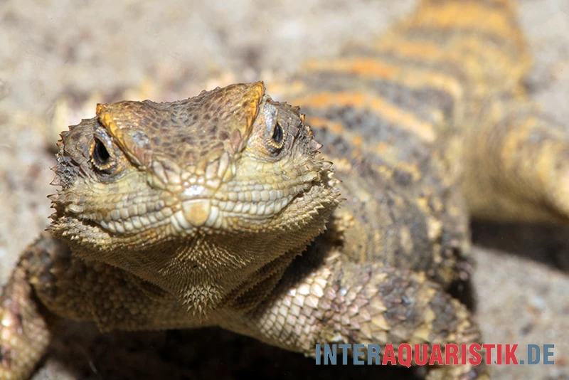 Hardun, Laudakia Stellio Brachydactyla – Bild 3