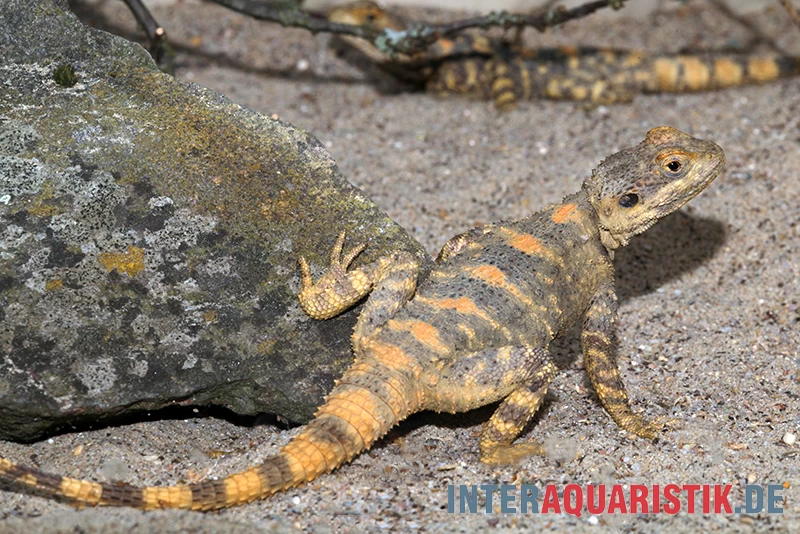 Hardun, Laudakia Stellio Brachydactyla – Bild 4