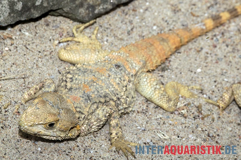 Hardun, Laudakia Stellio Brachydactyla – Bild 5