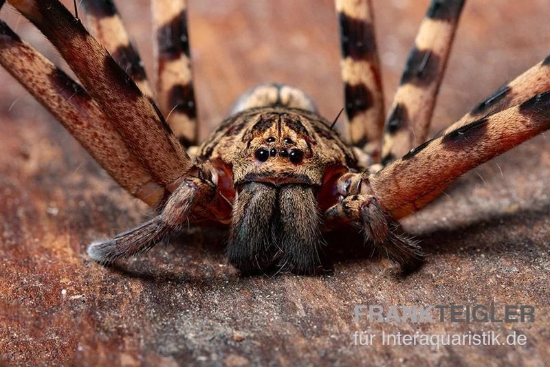 Riesenkrabbenspinne, Heteropoda Cf. Maxima – Bild 2