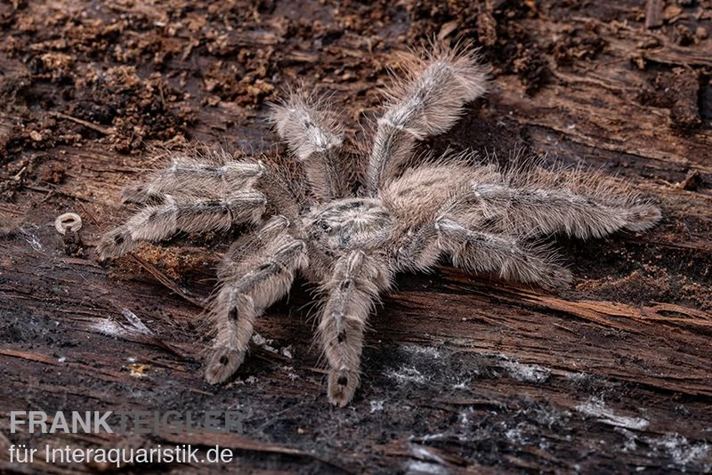Marmorvogelspinne, Heteroscodra Maculata XL – Bild 3
