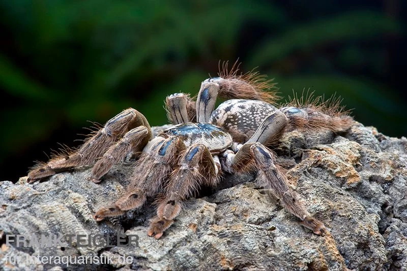 Marmorvogelspinne, Heteroscodra Maculata XL – Bild 2
