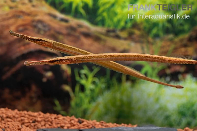 Heterosoma-Süßwassernadel, Doryichthys Heterosoma (Long Mouth Pipefish) – Bild 10