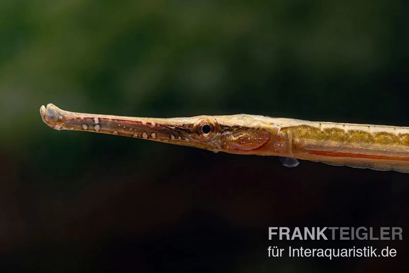 Heterosoma-Süßwassernadel, Doryichthys Heterosoma (Long Mouth Pipefish) – Bild 2