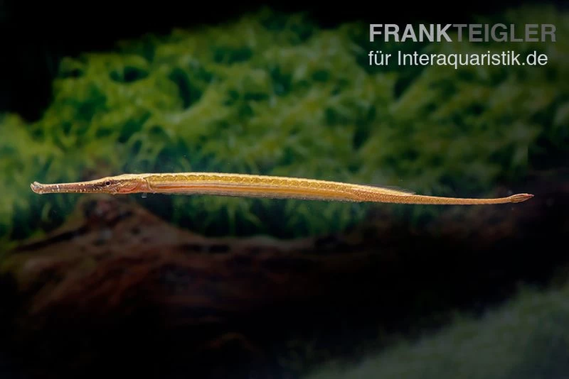 Heterosoma-Süßwassernadel, Doryichthys Heterosoma (Long Mouth Pipefish) – Bild 3