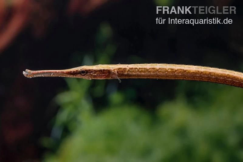 Heterosoma-Süßwassernadel, Doryichthys Heterosoma (Long Mouth Pipefish) – Bild 4
