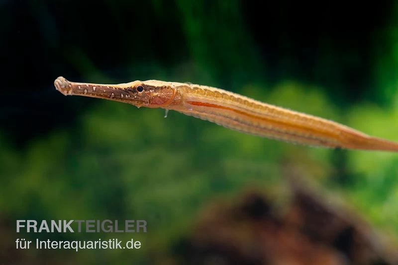 Heterosoma-Süßwassernadel, Doryichthys Heterosoma (Long Mouth Pipefish) – Bild 5