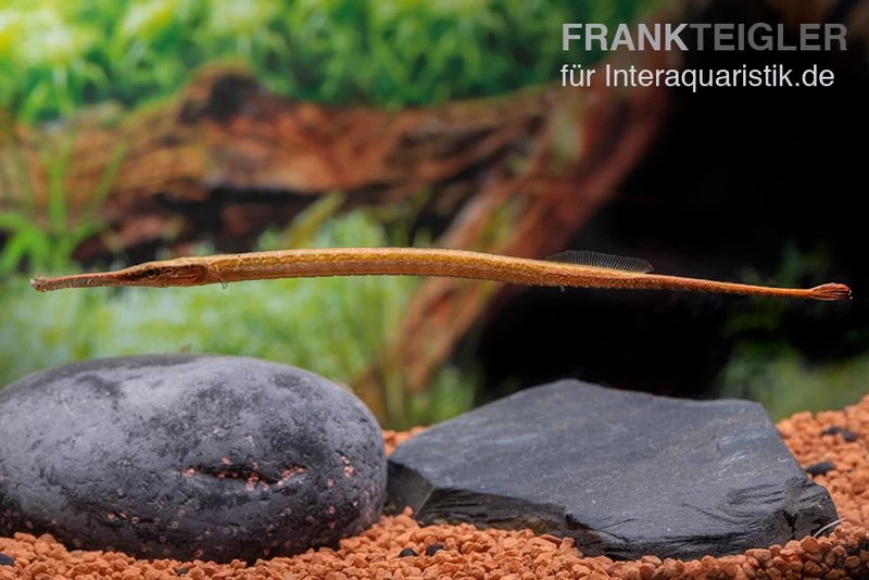 Heterosoma-Süßwassernadel, Doryichthys Heterosoma (Long Mouth Pipefish) – Bild 6