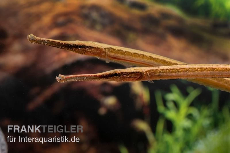 Heterosoma-Süßwassernadel, Doryichthys Heterosoma (Long Mouth Pipefish) – Bild 7