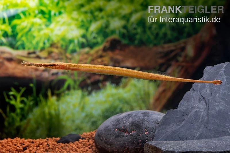 Heterosoma-Süßwassernadel, Doryichthys Heterosoma (Long Mouth Pipefish) – Bild 8
